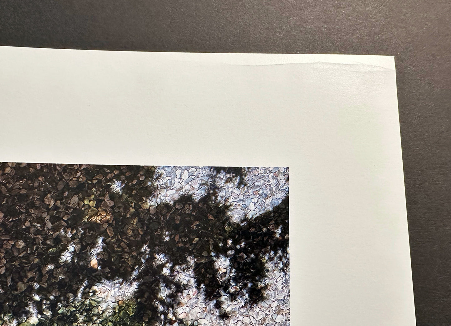 Abelardo Morell Yew Tree Monet's Garden Giclee Limited Ed Photograph Print 2024