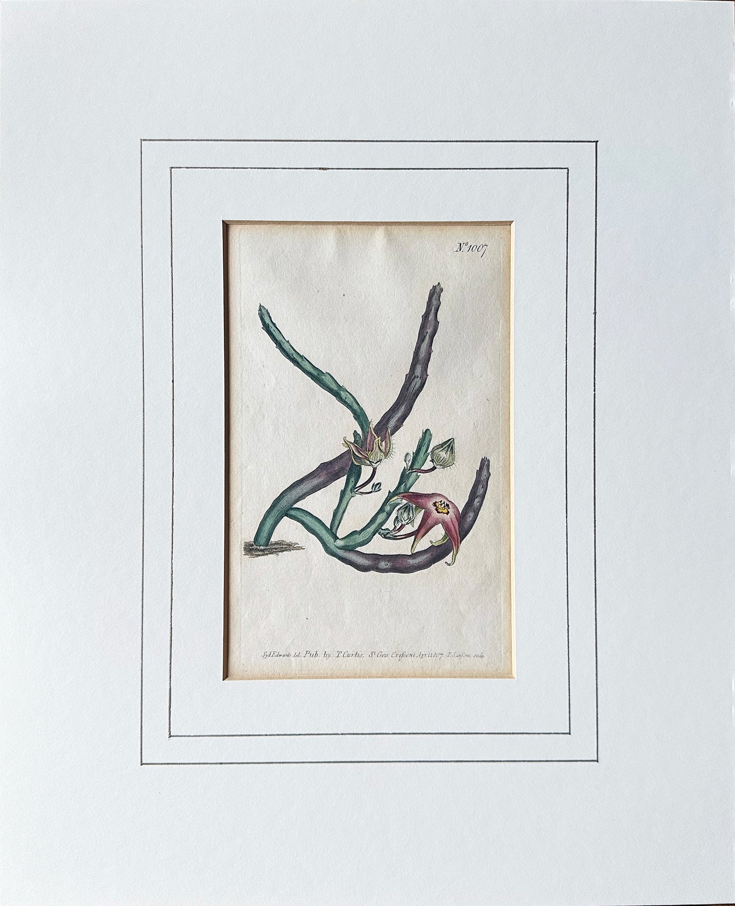 Curtis Hand-Colored Copper-Plate Botanical Print Starfish Flower 1807