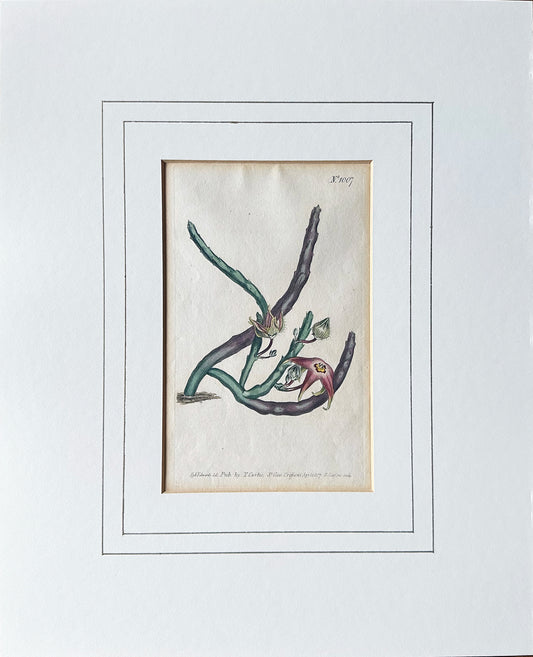 Curtis Hand-Colored Copper-Plate Botanical Print Starfish Flower 1807