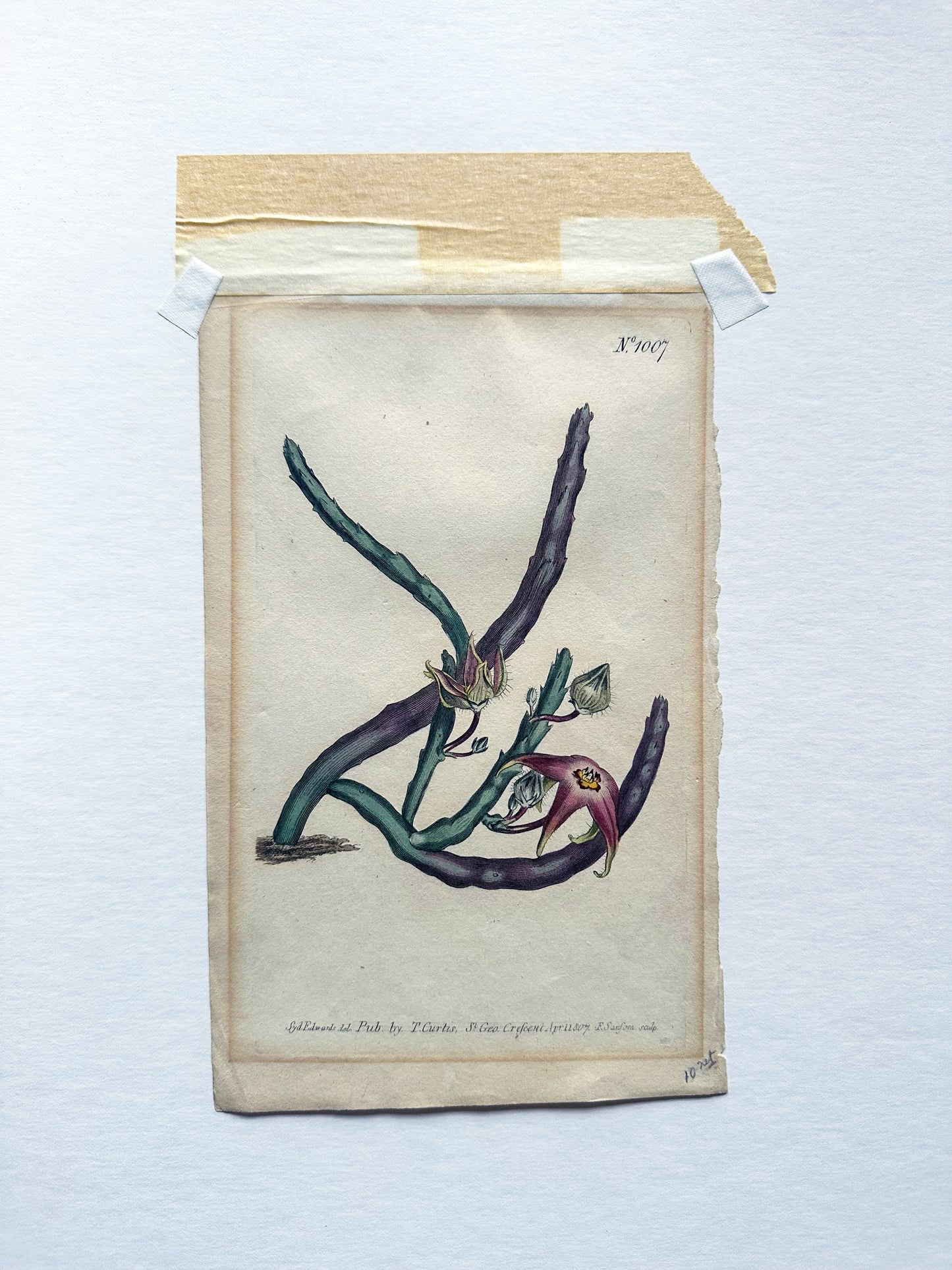 Curtis Hand-Colored Copper-Plate Botanical Print Starfish Flower 1807