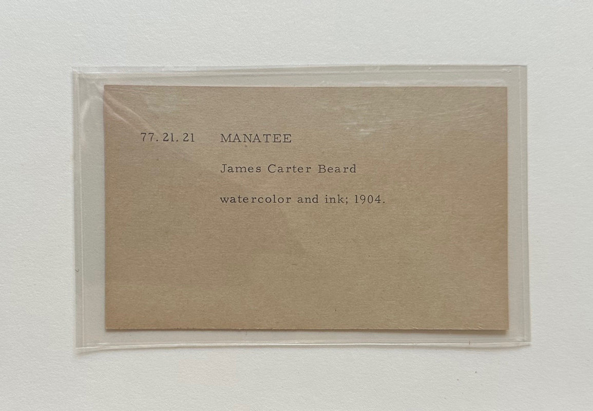 James Carter Beard Signed Original Ink and Watercolor Painting "Manatee" 1904 Ex-BSA Collection