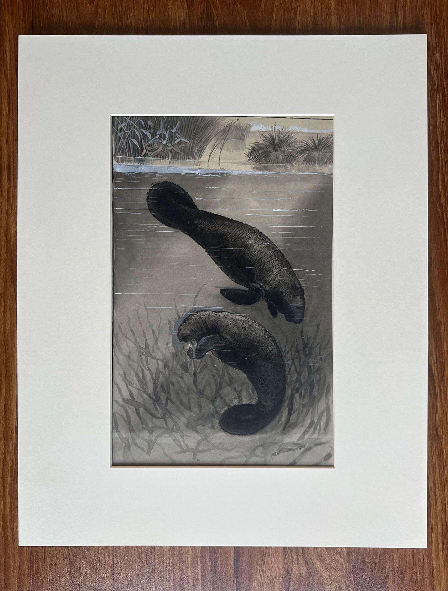 James Carter Beard Signed Original Ink and Watercolor Painting "Manatee" 1904 Ex-BSA Collection