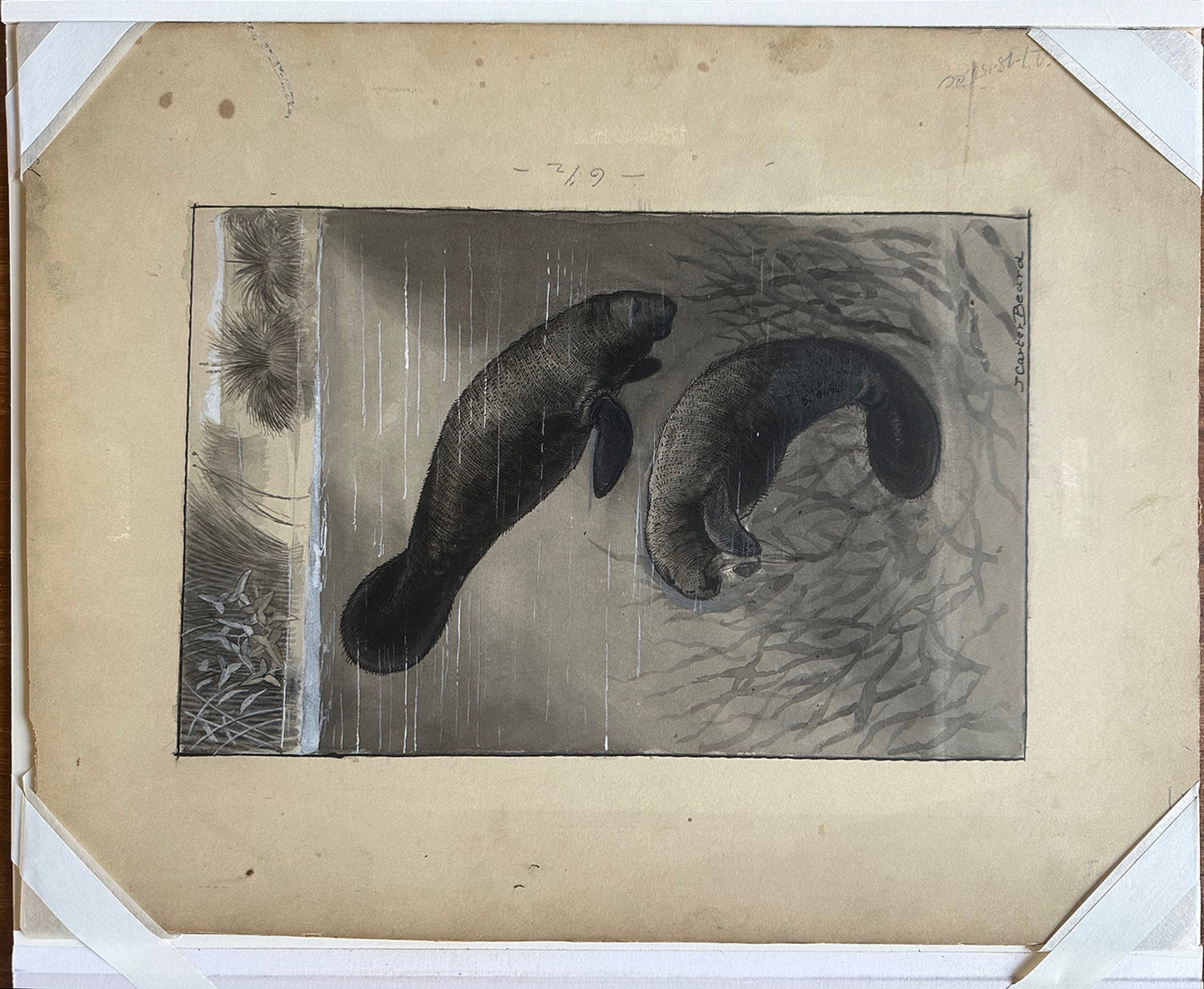 James Carter Beard Signed Original Ink and Watercolor Painting "Manatee" 1904 Ex-BSA Collection