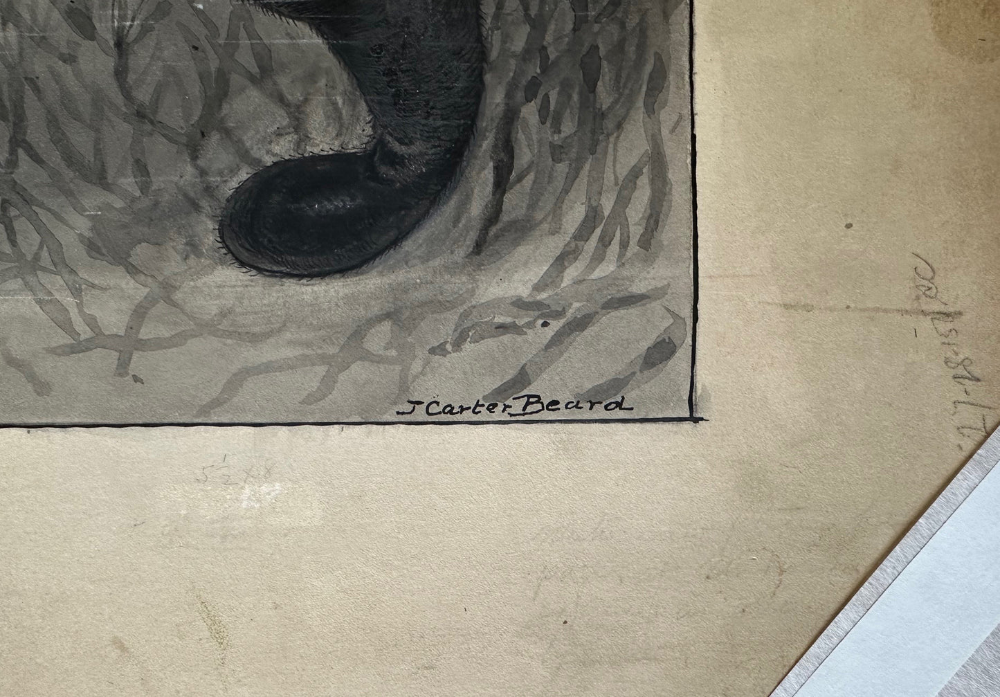 James Carter Beard Signed Original Ink and Watercolor Painting "Manatee" 1904 Ex-BSA Collection