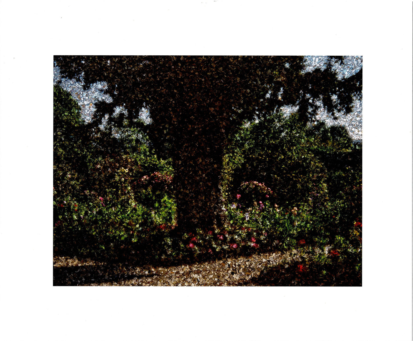 Abelardo Morell Yew Tree Monet's Garden Giclee Limited Ed Photograph Print 2024