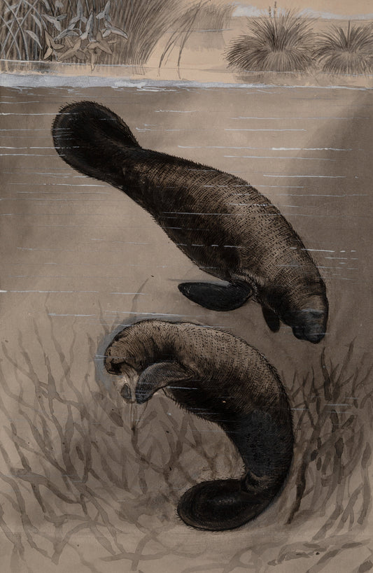 James Carter Beard Signed Original Ink and Watercolor Painting "Manatee" 1904 Ex-BSA Collection