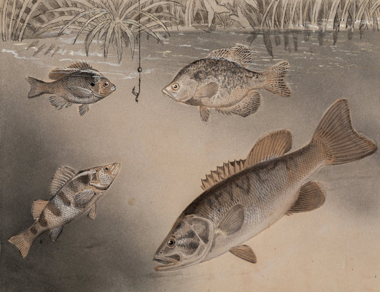 James Carter Beard Original Ink and Watercolor Painting "Underwater Scene" 1904 Ex-BSA Collection